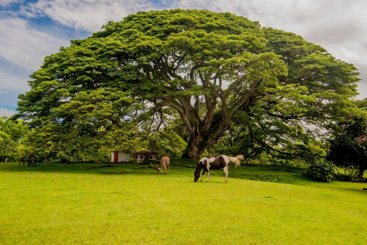 Hacienda El Samán Vila Quimbaya Exterior foto